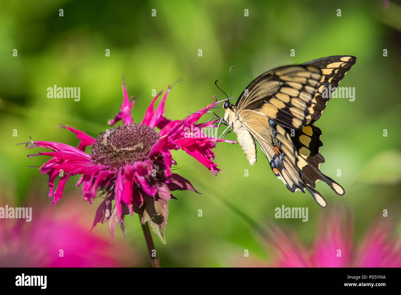 A coda di rondine gigante farfalla (Papilio cresphontes) alimentazione su red monarda o bee balm fiori nel giardino speculatore, New York NY USA. Foto Stock