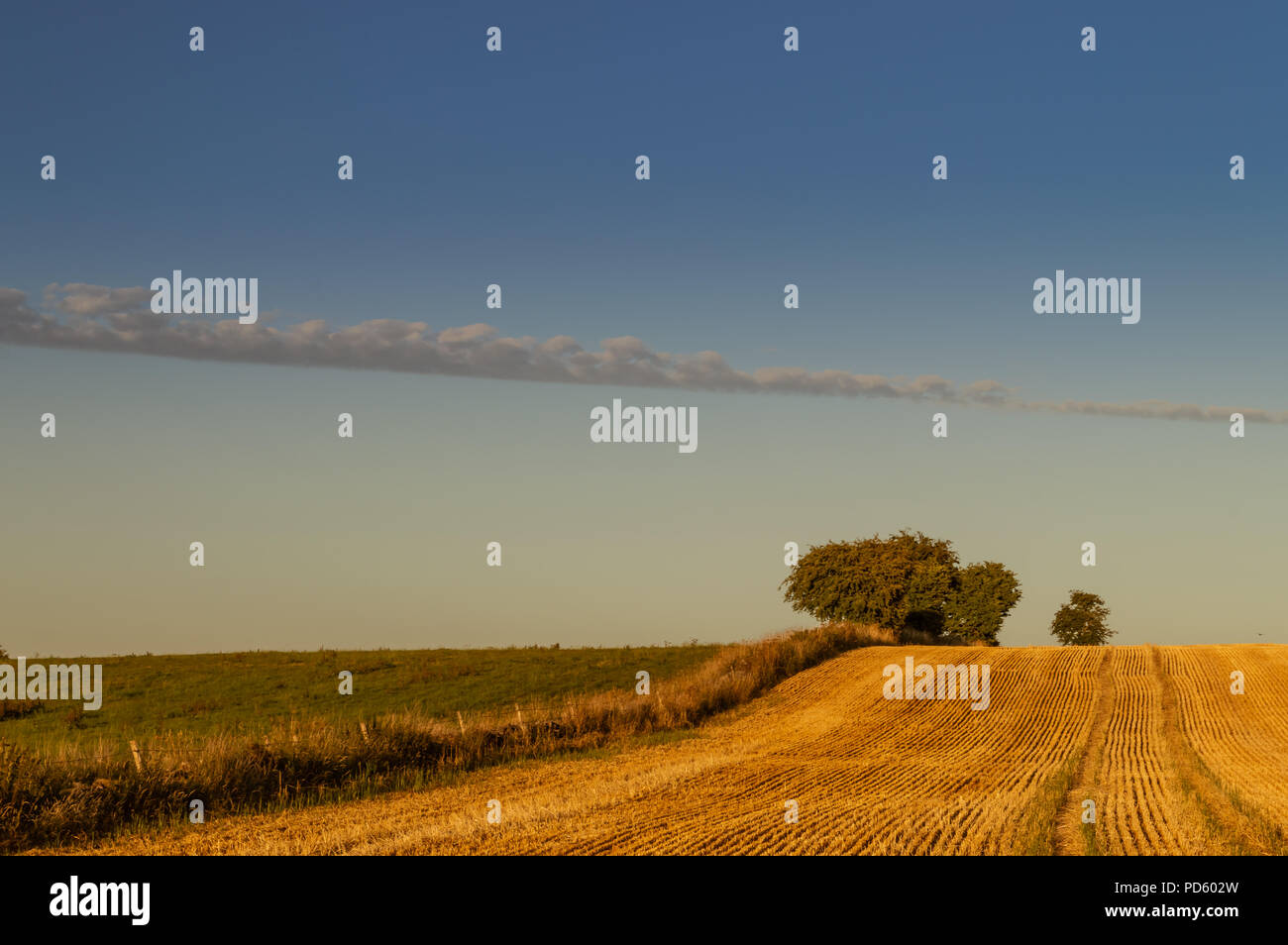 Alberi all'orizzonte di un campo di grano che è stato tagliato. Foto Stock