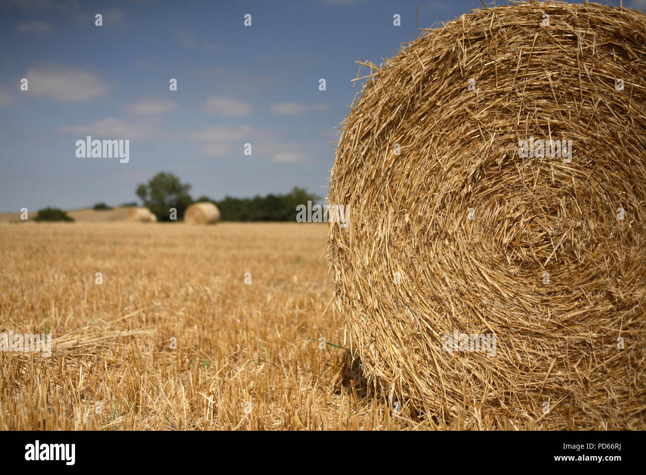 Paglia di grano balle estate Foto Stock