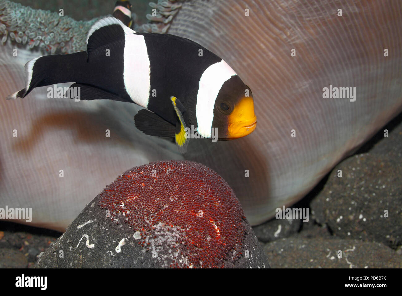 Pesci Anemonefish Saddleback, Amphiprion polymnus, adulti a guardia delle uova deposte su una roccia accanto al loro Anemone marino di Haddon, Stichodactyla haddoni. Foto Stock