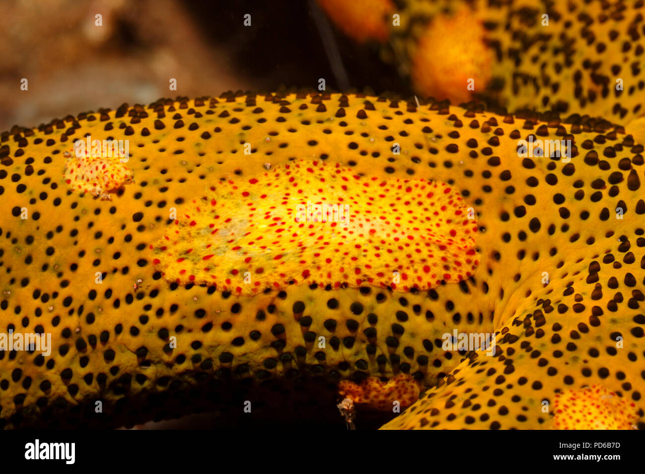 Ctenophore Platyctenid, o strisciante Comb Jelly, Coeloplana astericola, vivere su una stella di mare. Tulamben, Bali, Indonesia. Mare di Bali, Oceano Indiano Foto Stock