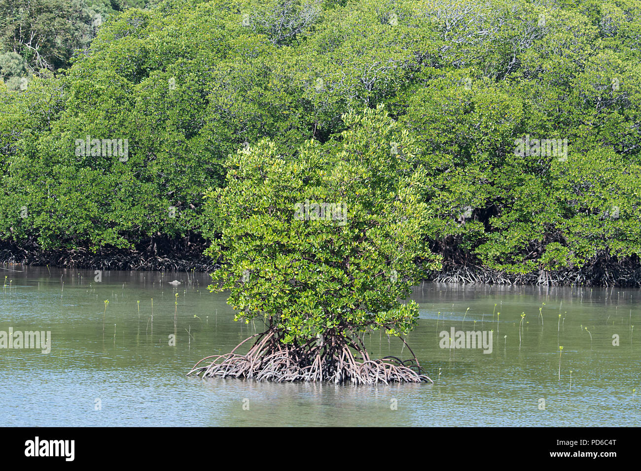 La foresta di mangrovie al Portland strade, Cape York Peninsula, estremo Nord Queensland, FNQ, QLD, Australia Foto Stock