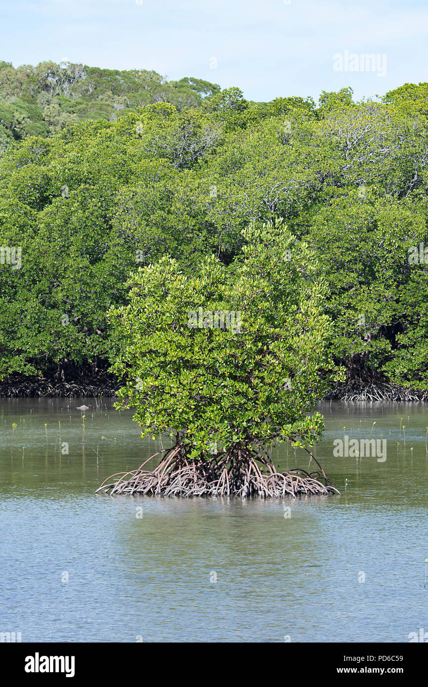 Unico albero di mangrovie con radici esposte al Portland strade, Cape York Peninsula, estremo Nord Queensland, FNQ, QLD, Australia Foto Stock