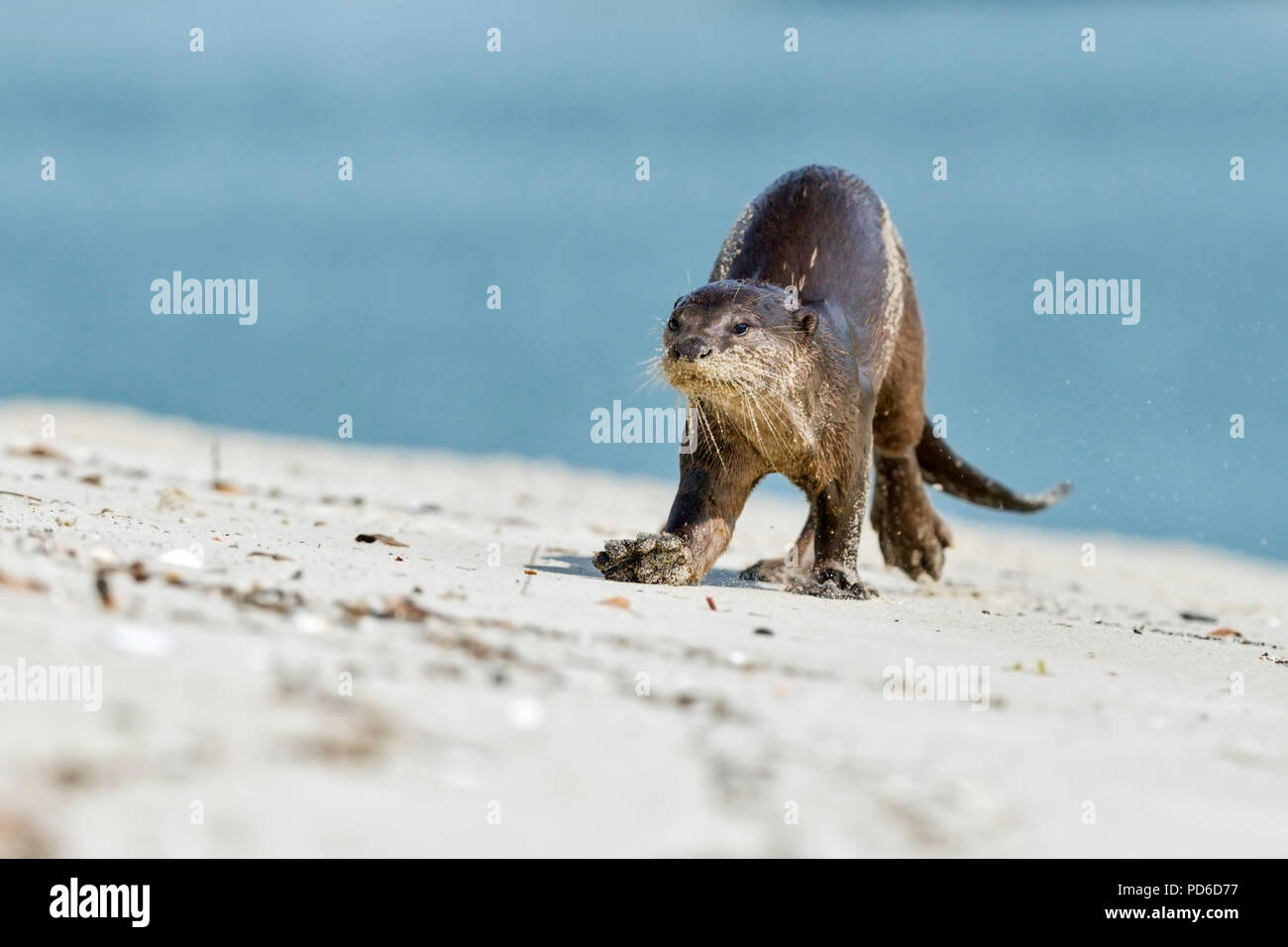 Rivestimento liscio approcci Lontra fotografo sulla spiaggia, Singapore Foto Stock