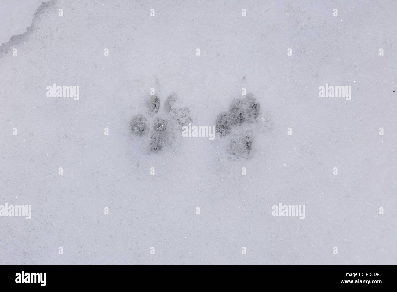 Pawprints nella neve, Inghilterra, Regno Unito, Europa occidentale. Foto Stock