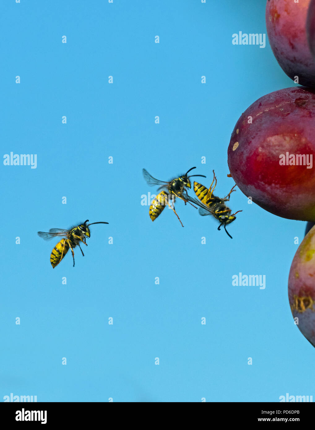 Wasp comune Vespula vulgaris alimentazione su susine mature Foto Stock