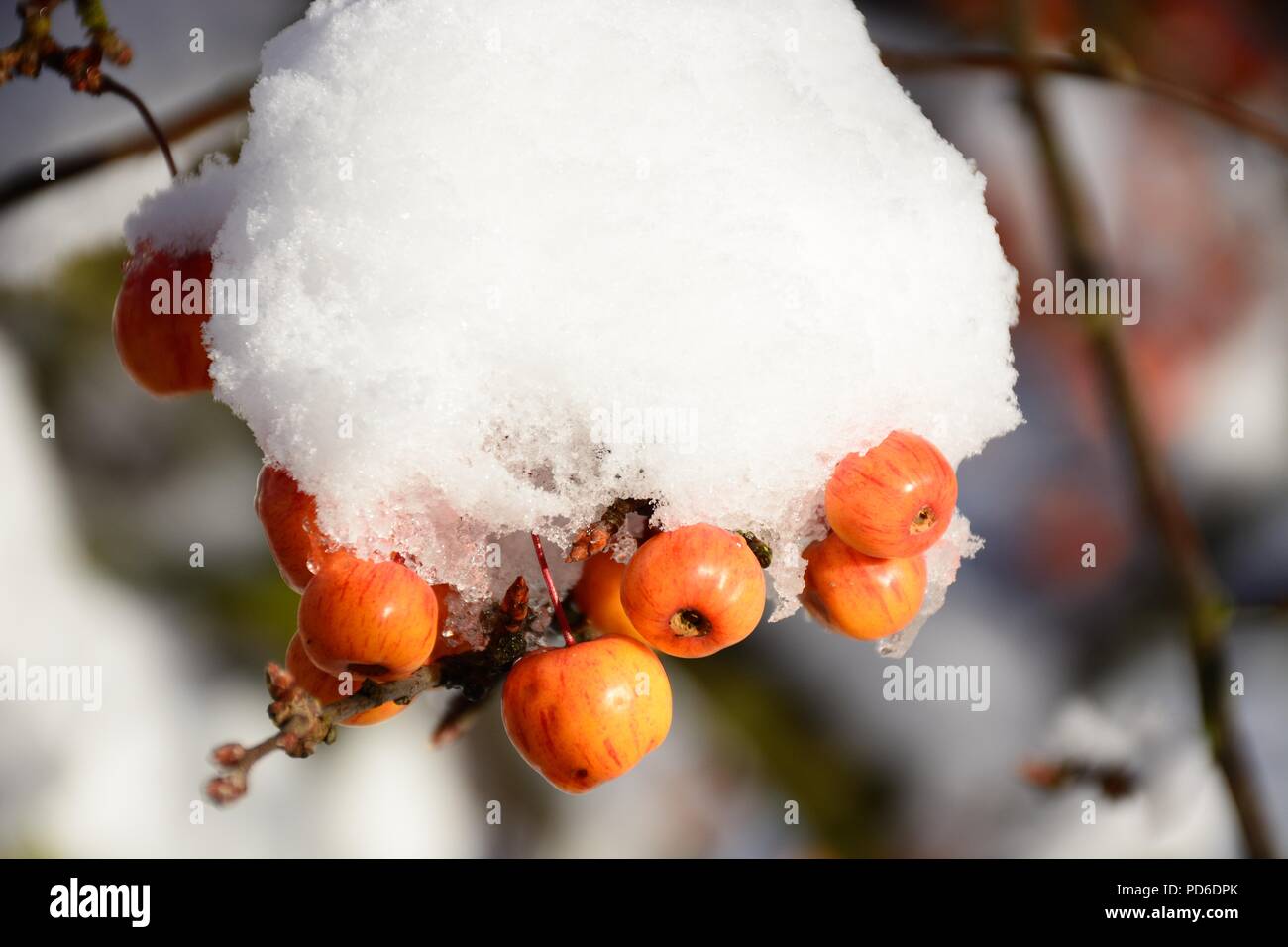 Snow laden crab apple frutta e rami, Inghilterra, Regno Unito, Europa occidentale. Foto Stock