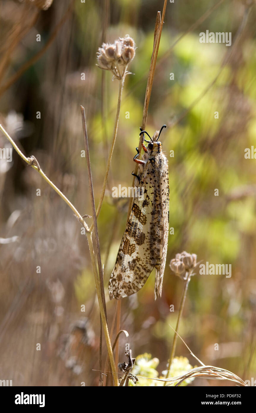 Antlion - Fourmilion géant - Fourmilion fausse libellule - Palpares libelluloide Foto Stock