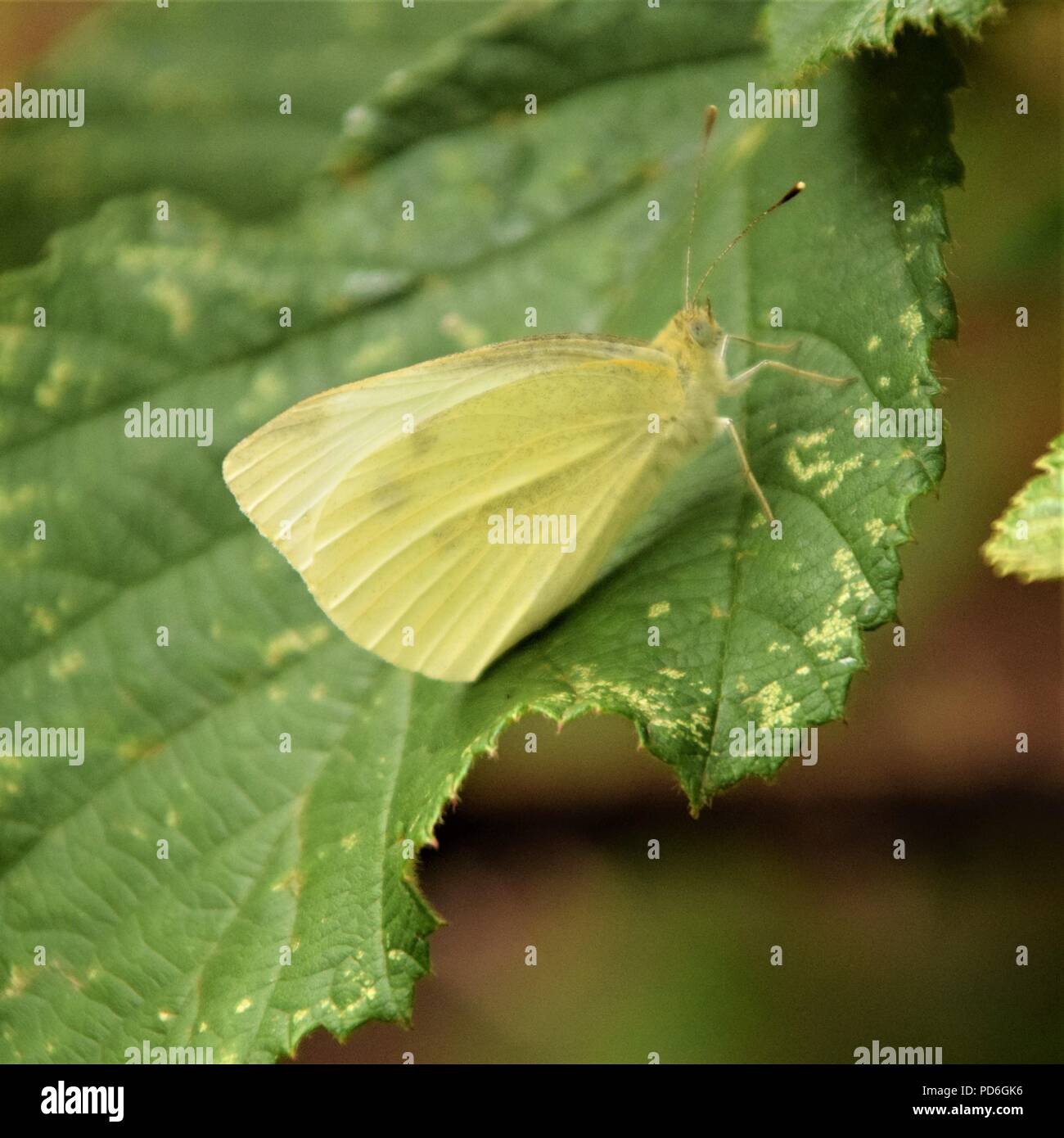 Farfalla bianca su una foglia verde Foto Stock