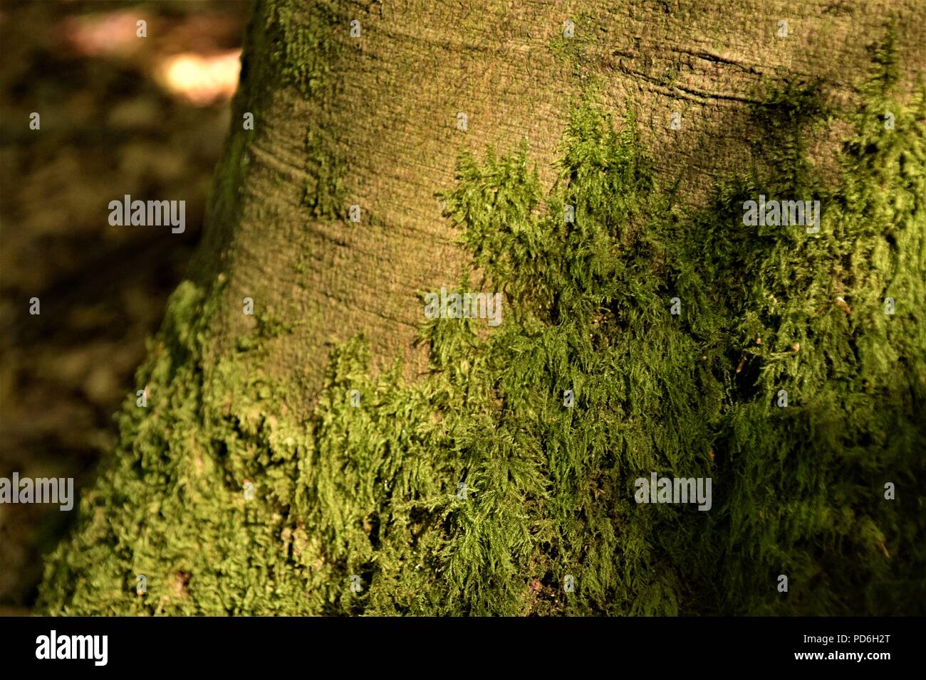 Corteccia di albero texture fotografia macro nella natura con il muschio verde oltre i segni profondi sugli alberi Foto Stock