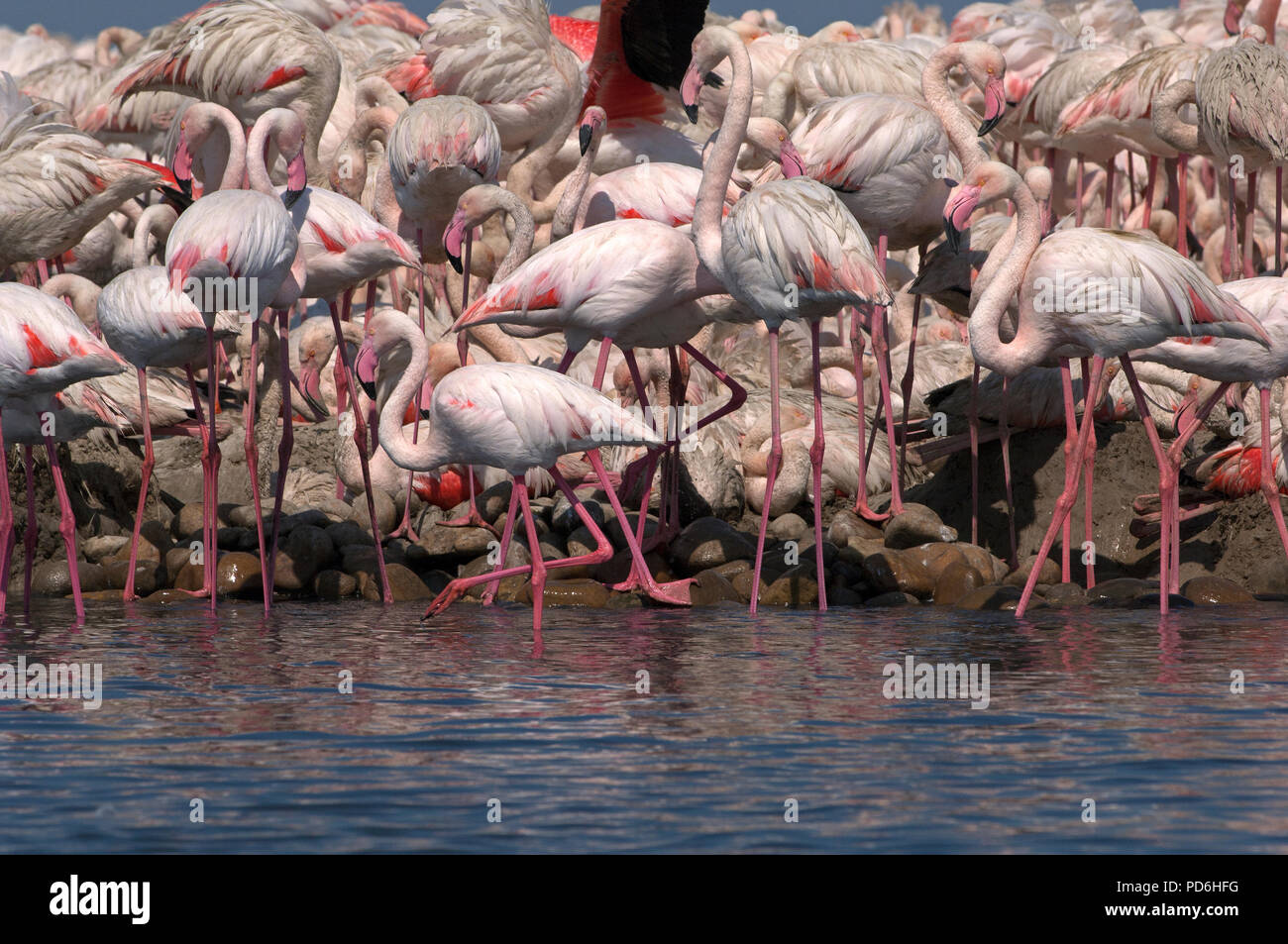 Flamant rose - Colonie du Fangassier - grande fenicottero - Colonia - Phoenicoptrus roseus Foto Stock