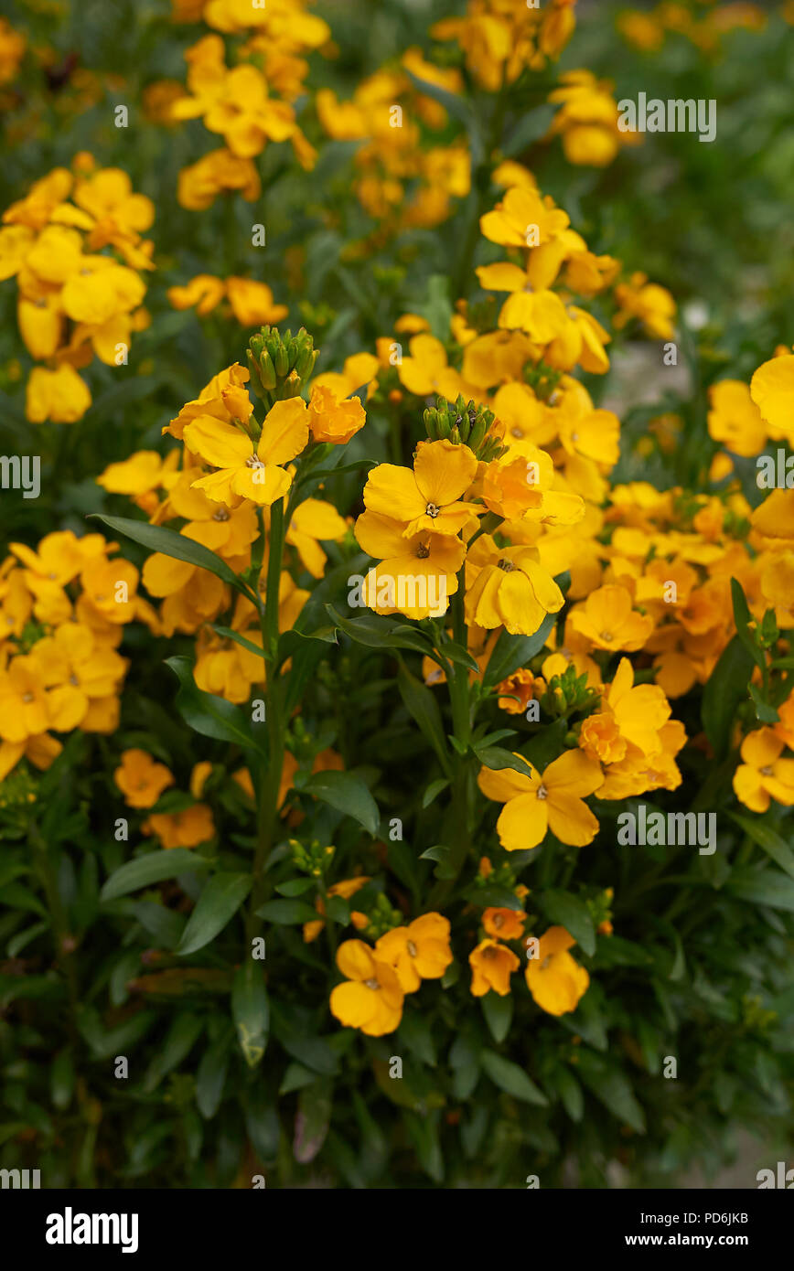 Erysimum cheiri impianto Foto Stock