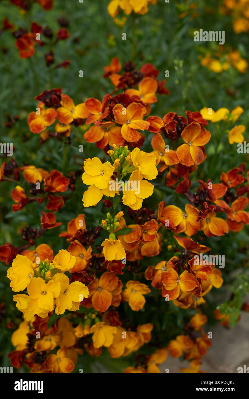 Erysimum cheiri impianto Foto Stock