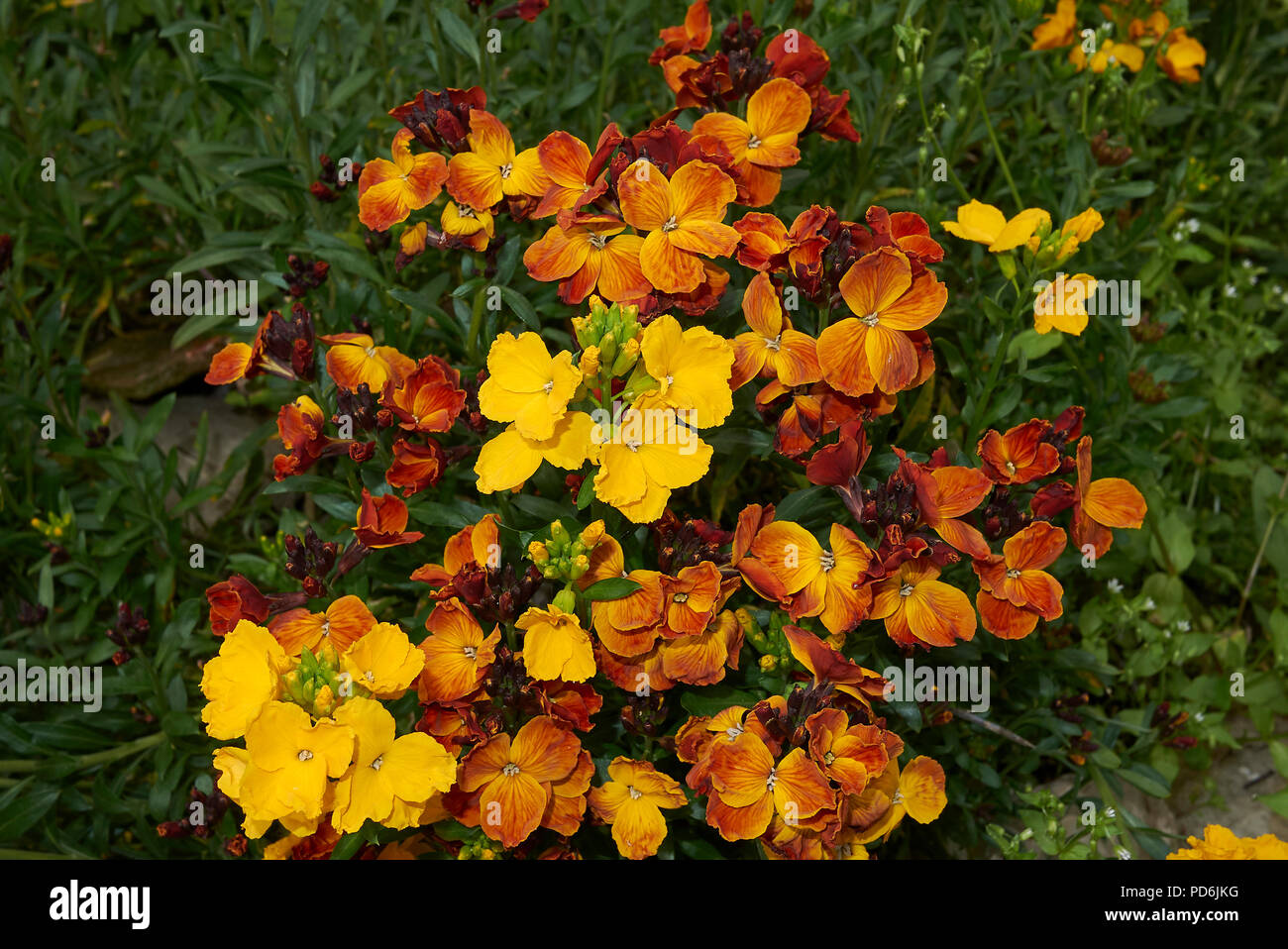 Erysimum cheiri impianto Foto Stock