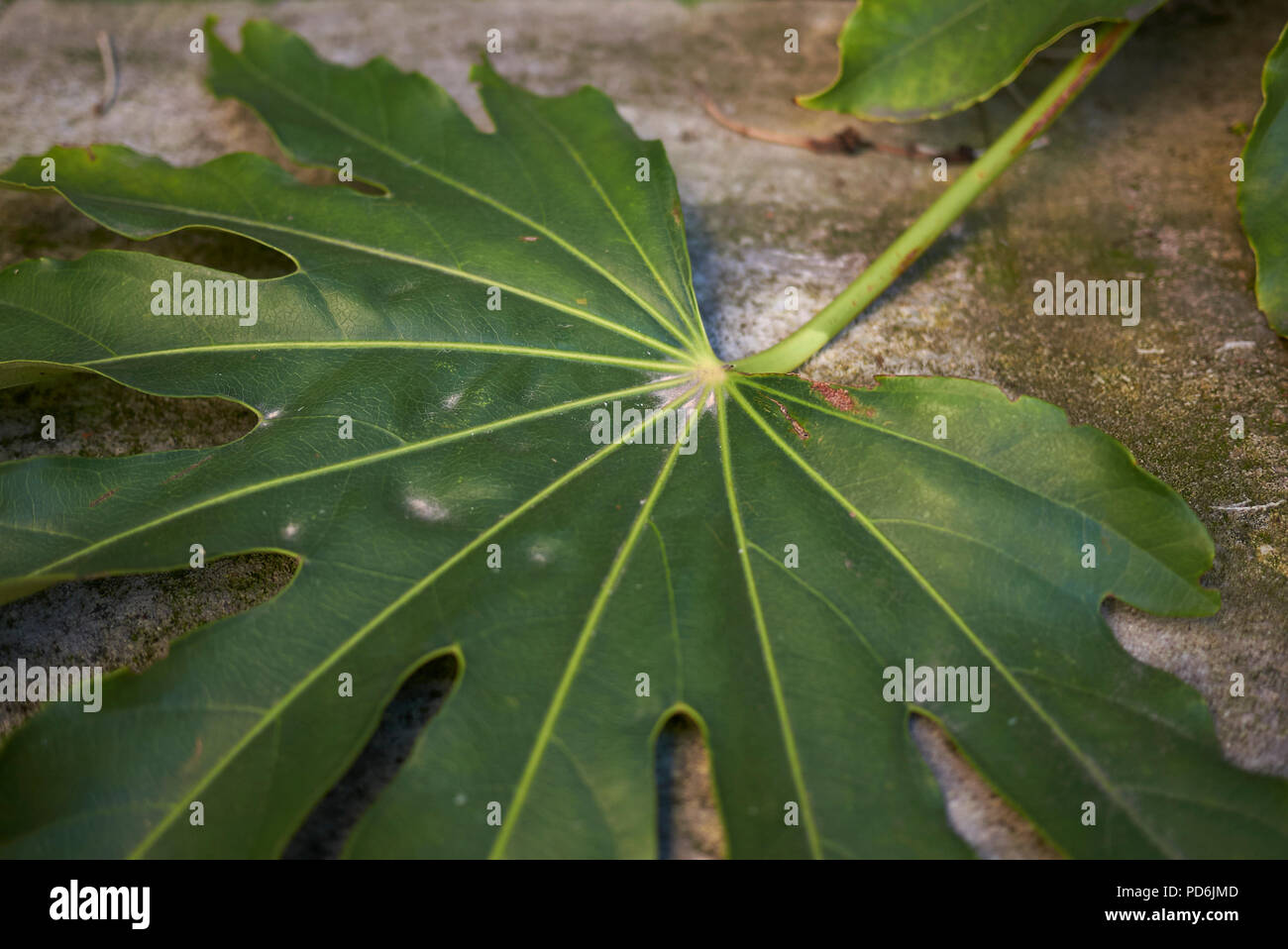 Fatsia japonica impianto Foto Stock