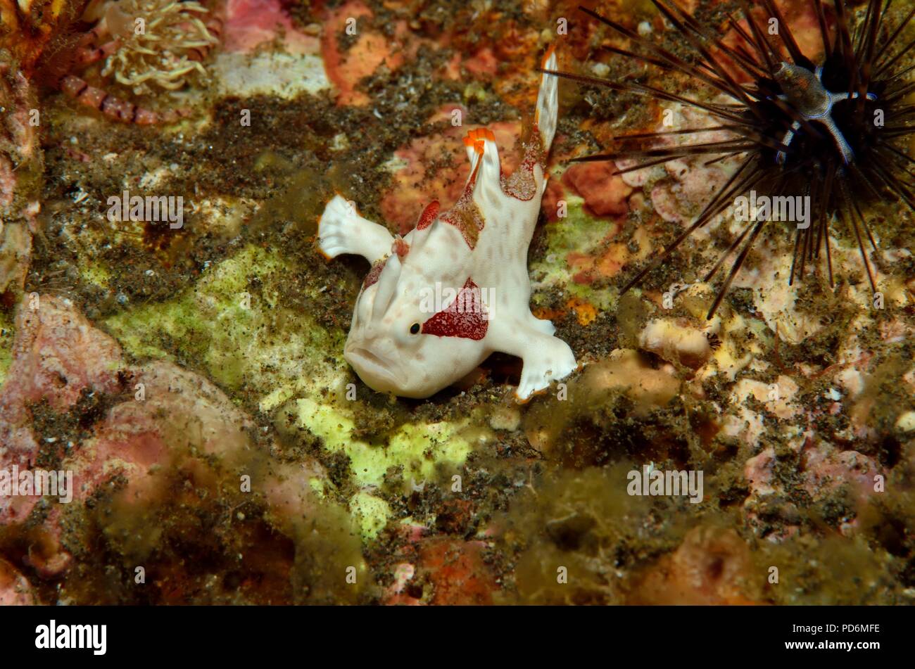 Il pagliaccio o presenta verrucosa pesce rana, Warzen-Anglerfisch, Antennarius maculatus, Tulamben, Bali, Indonesia, Indonesien Foto Stock