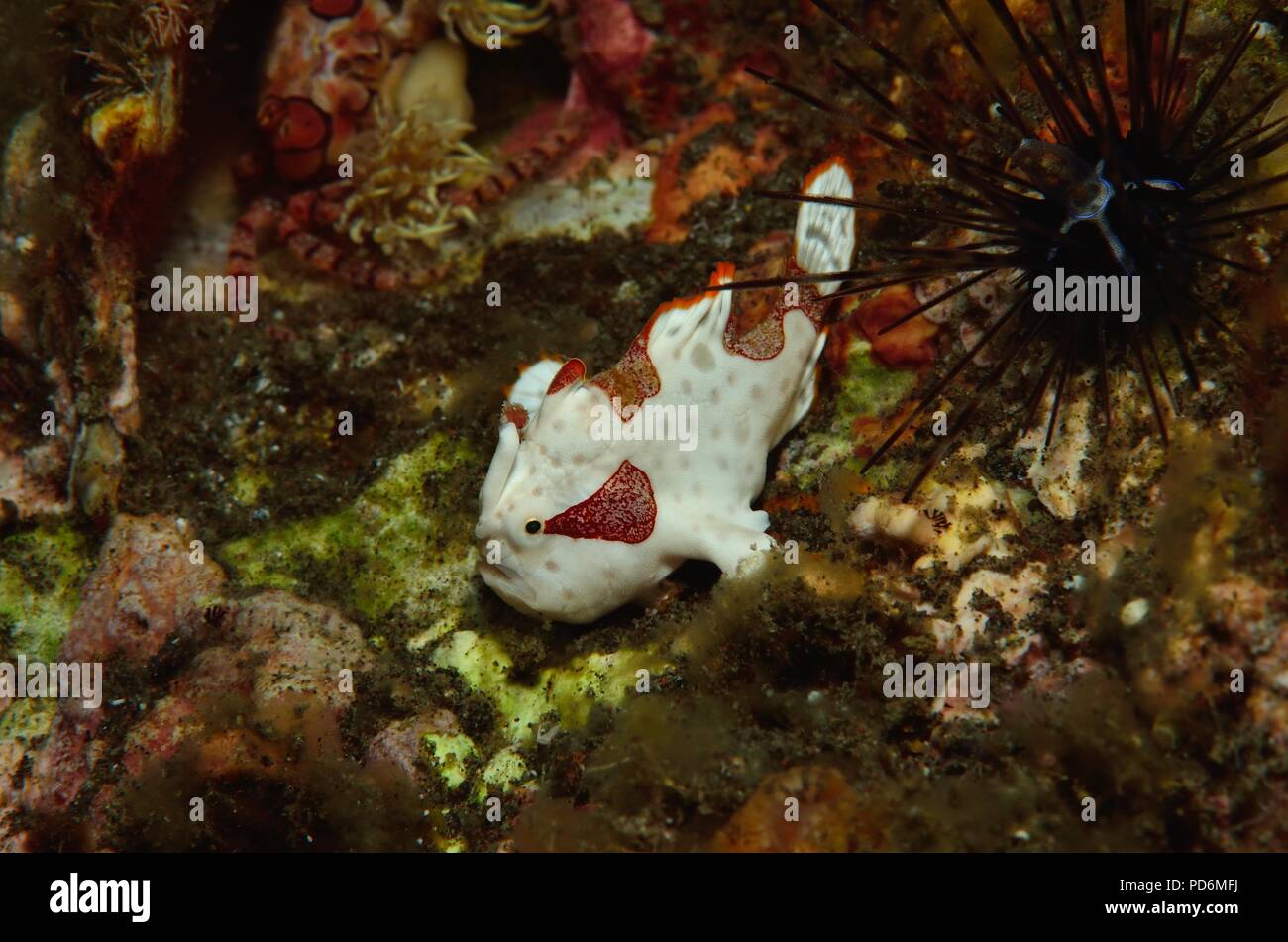 Il pagliaccio o presenta verrucosa pesce rana, Warzen-Anglerfisch, Antennarius maculatus, Tulamben, Bali, Indonesia, Indonesien Foto Stock