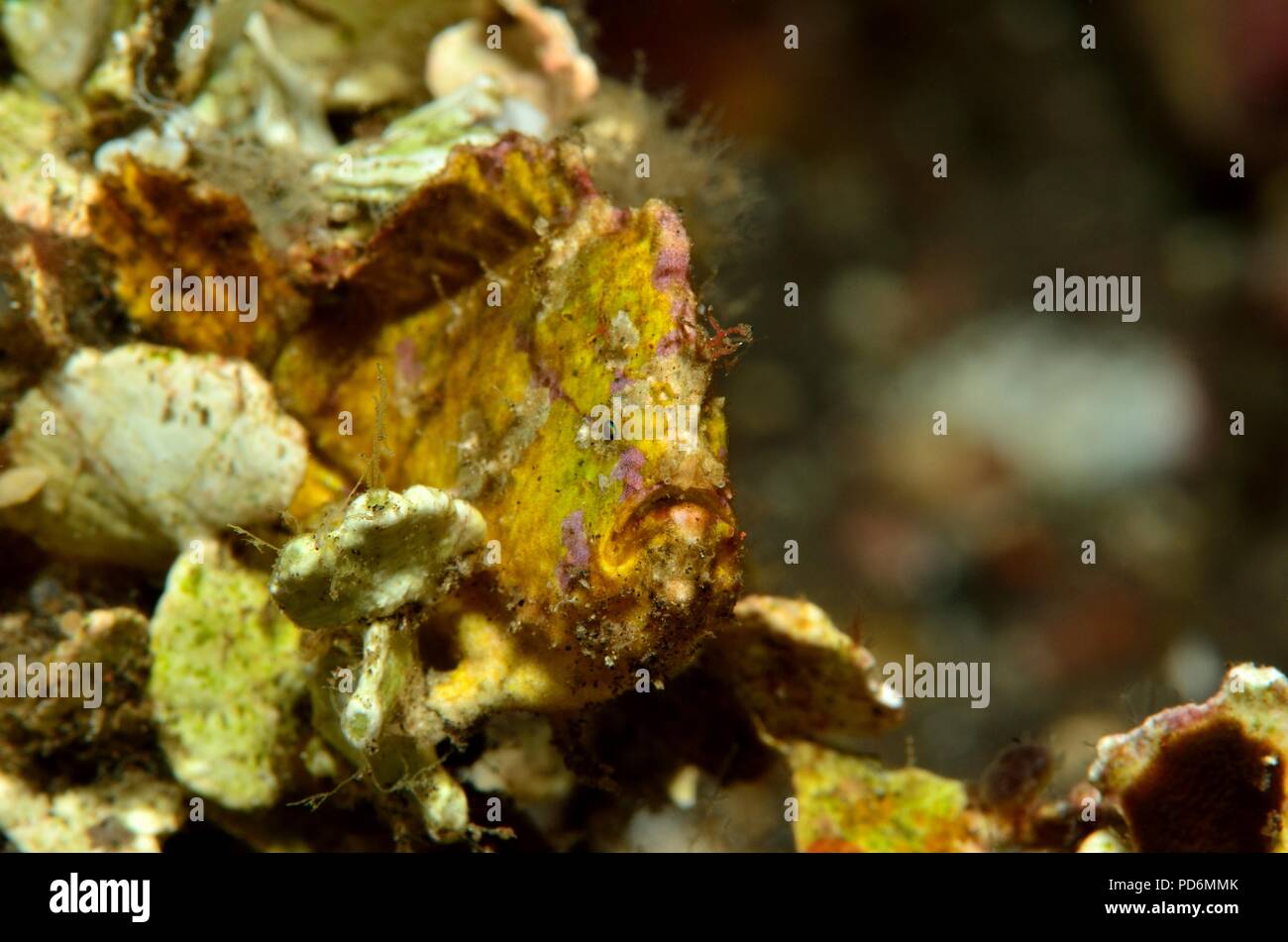 Spinosa-tufted o rana pescatrice roseo, Stachelbusch-Anglerfisch, Antennatus rosaceus, Tulamben, Bali, Indonesia, Indonesien Foto Stock