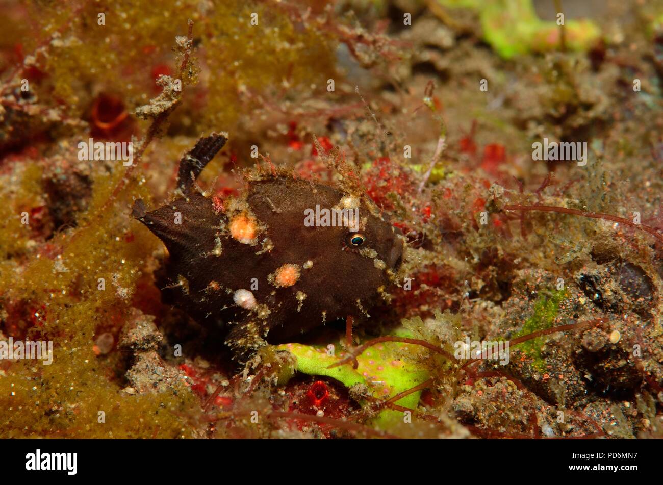 Spinosa-tufted o rana pescatrice roseo, Stachelbusch-Anglerfisch, Antennatus rosaceus, Tulamben, Bali, Indonesia, Indonesien Foto Stock