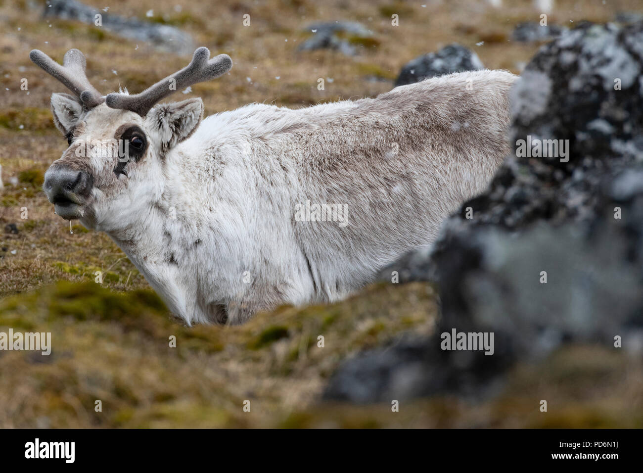 Norvegia Isole Svalbard, Spitsbergen. Renna delle Svalbard (Rangifer tarandus platyrhynchus) nella neve. Foto Stock
