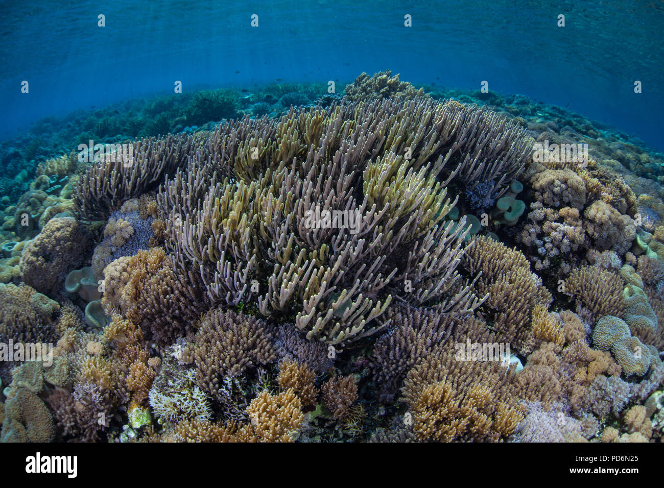 Una bellissima barriera corallina vive nel Parco Nazionale di Komodo, Indonesia. Questa remota regione è parte del triangolo di corallo grazie alla sua biodiversità marina. Foto Stock