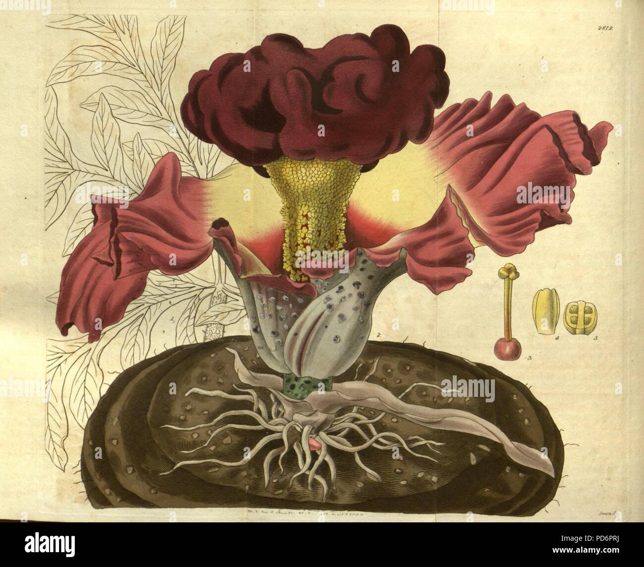 Amorphophallus paeoniifolius (come Arum campanulatum) - Curtis" 55 (N.S. 2) pl. 2812 (1828). Foto Stock