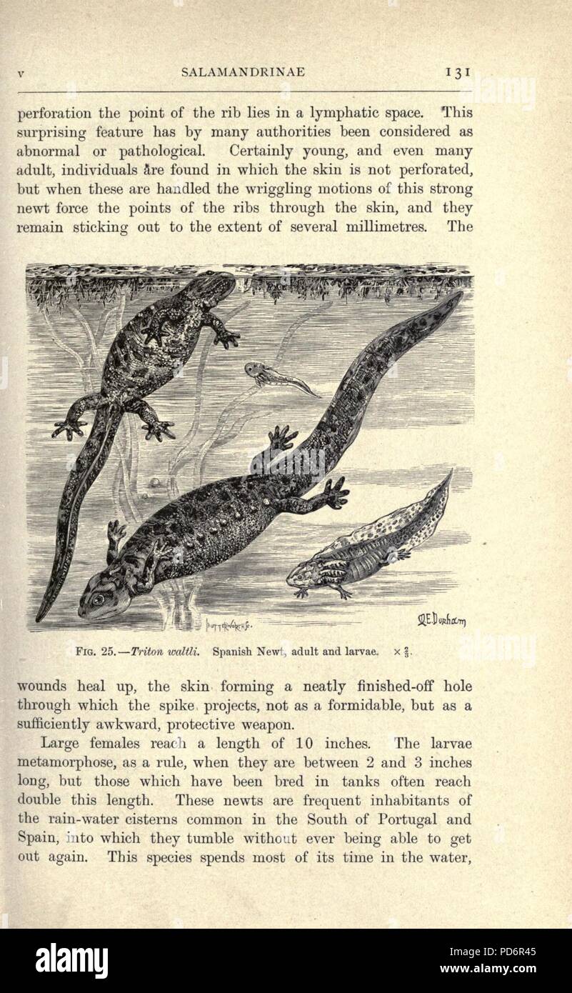 Anfibi e rettili (pagina 131, Fig. 25) Foto Stock