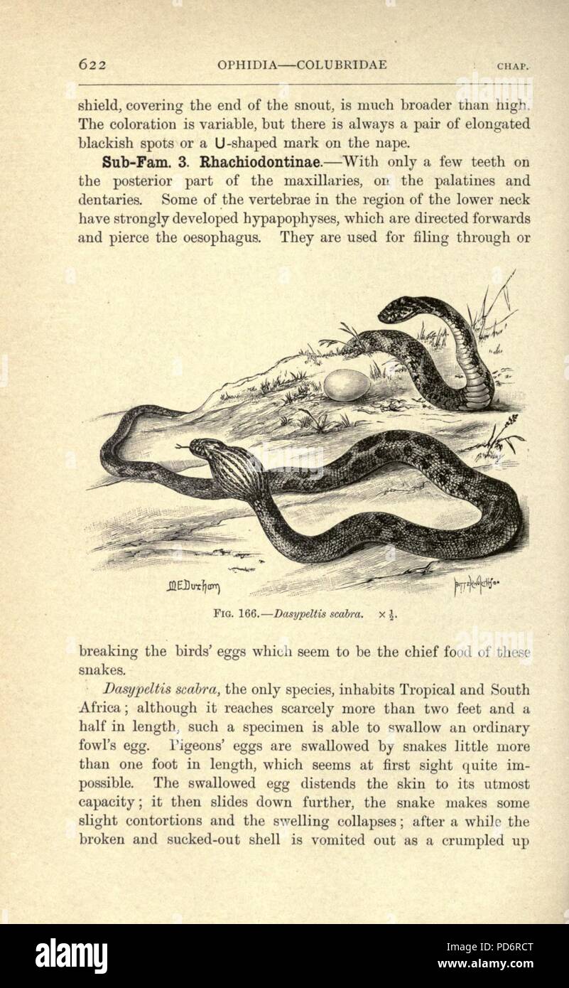 Anfibi e rettili (pagina 622, Fig. 166) Foto Stock