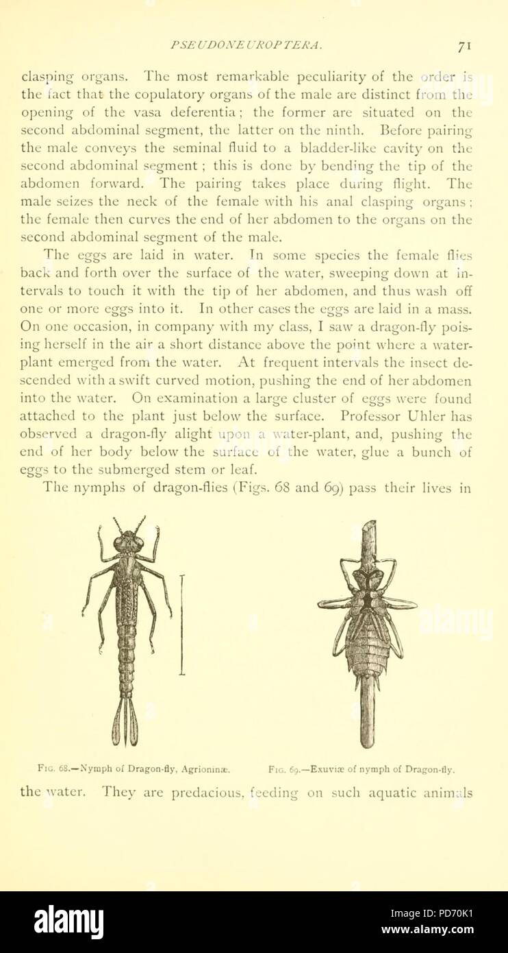 Una introduzione di entomologia (pagina 71) Foto Stock