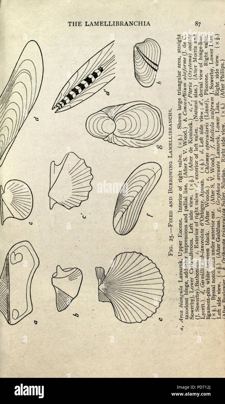 Una introduzione alla paleontologia (pagina 87) Foto Stock