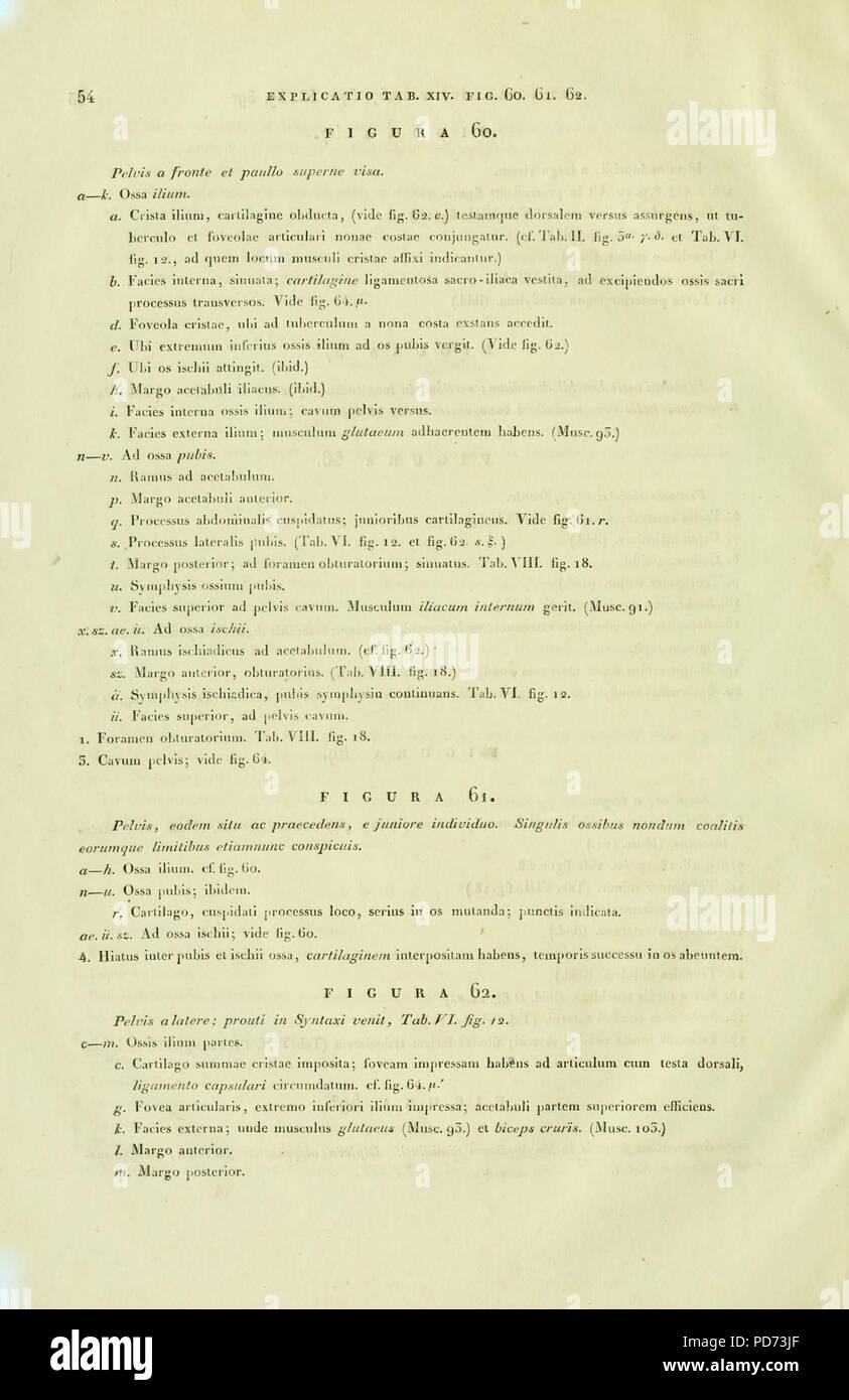 Anatome testudinis Europaeae (pagina 54) Foto Stock