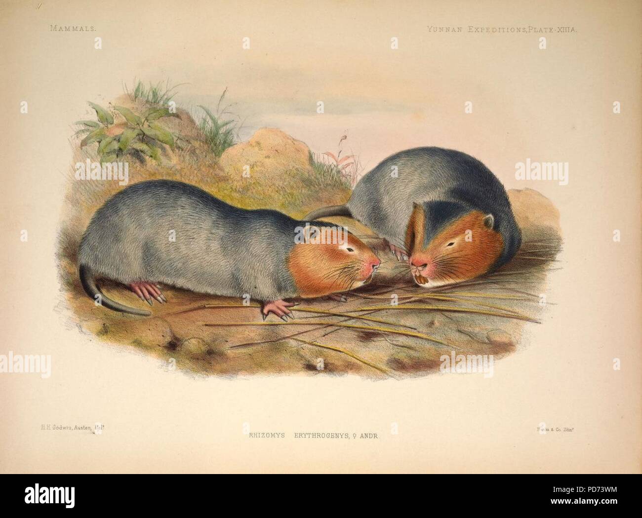 Anatomici e ricerche zoologiche- comprendente un account della Zoological risultati delle due spedizioni in western Yunnan nel 1868 e 1875; e una monografia di due generi di cetacei, Platanista (6257625287). Foto Stock