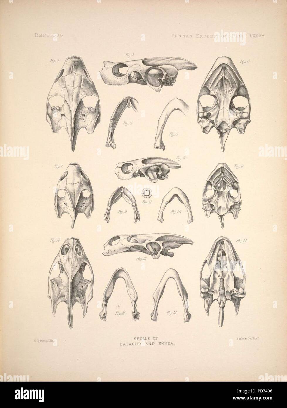 Anatomici e ricerche zoologiche- comprendente un account della Zoological risultati delle due spedizioni in western Yunnan nel 1868 e 1875; e una monografia di due generi di cetacei, Platanista (6258167260). Foto Stock