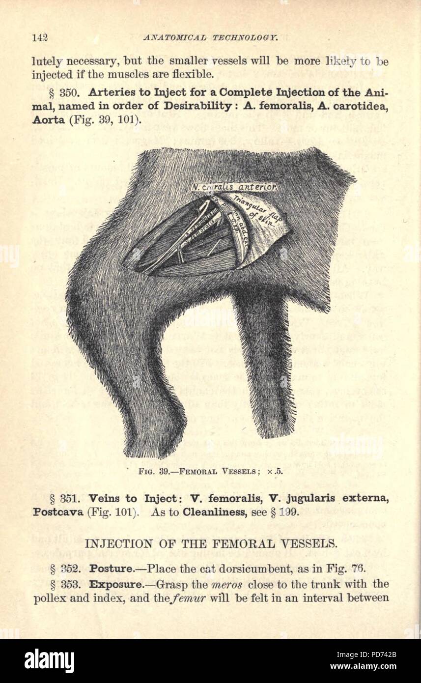 Tecnologia anatomica come applicata al gatto domestico (pagina 142) Foto Stock