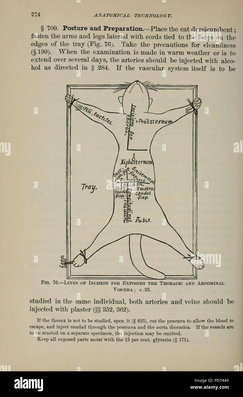 Tecnologia anatomica come applicata al gatto domestico (pagina 274) Foto Stock