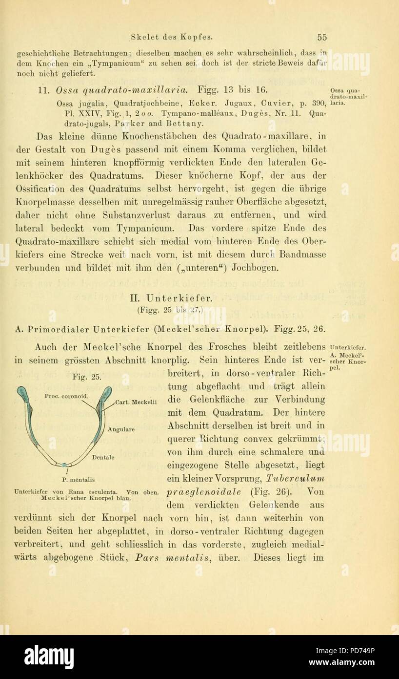 Anatomie des Frosches (pagina 55, Fig. 25) Foto Stock