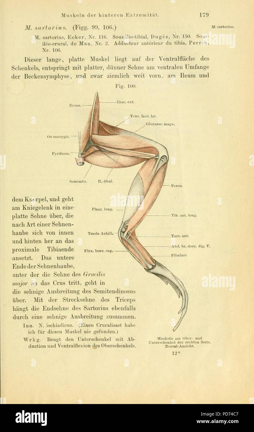 Anatomie des Frosches (pagina 179, Fig. 100) Foto Stock