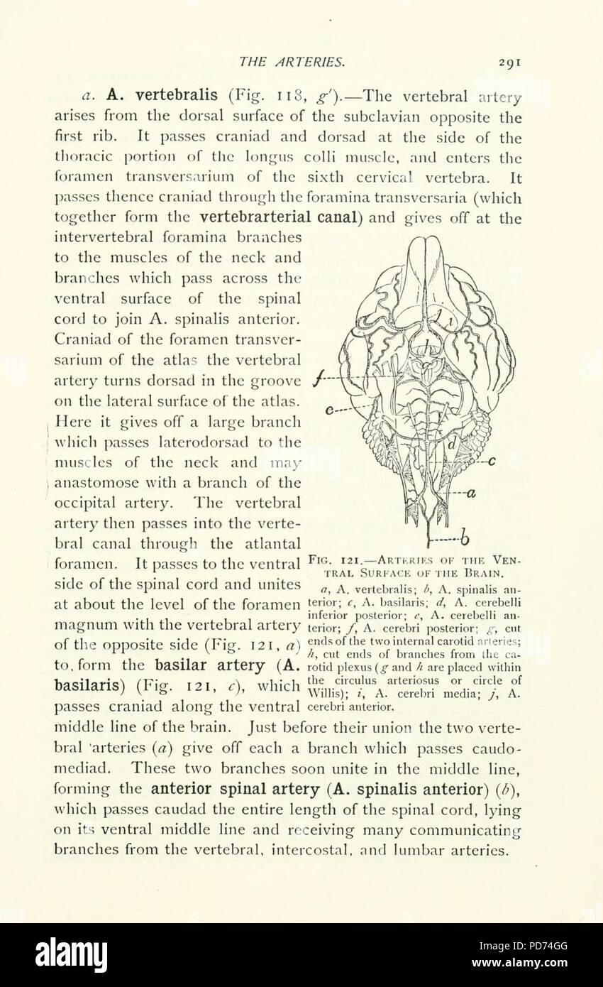 Anatomia del gatto (pagina 291) Foto Stock