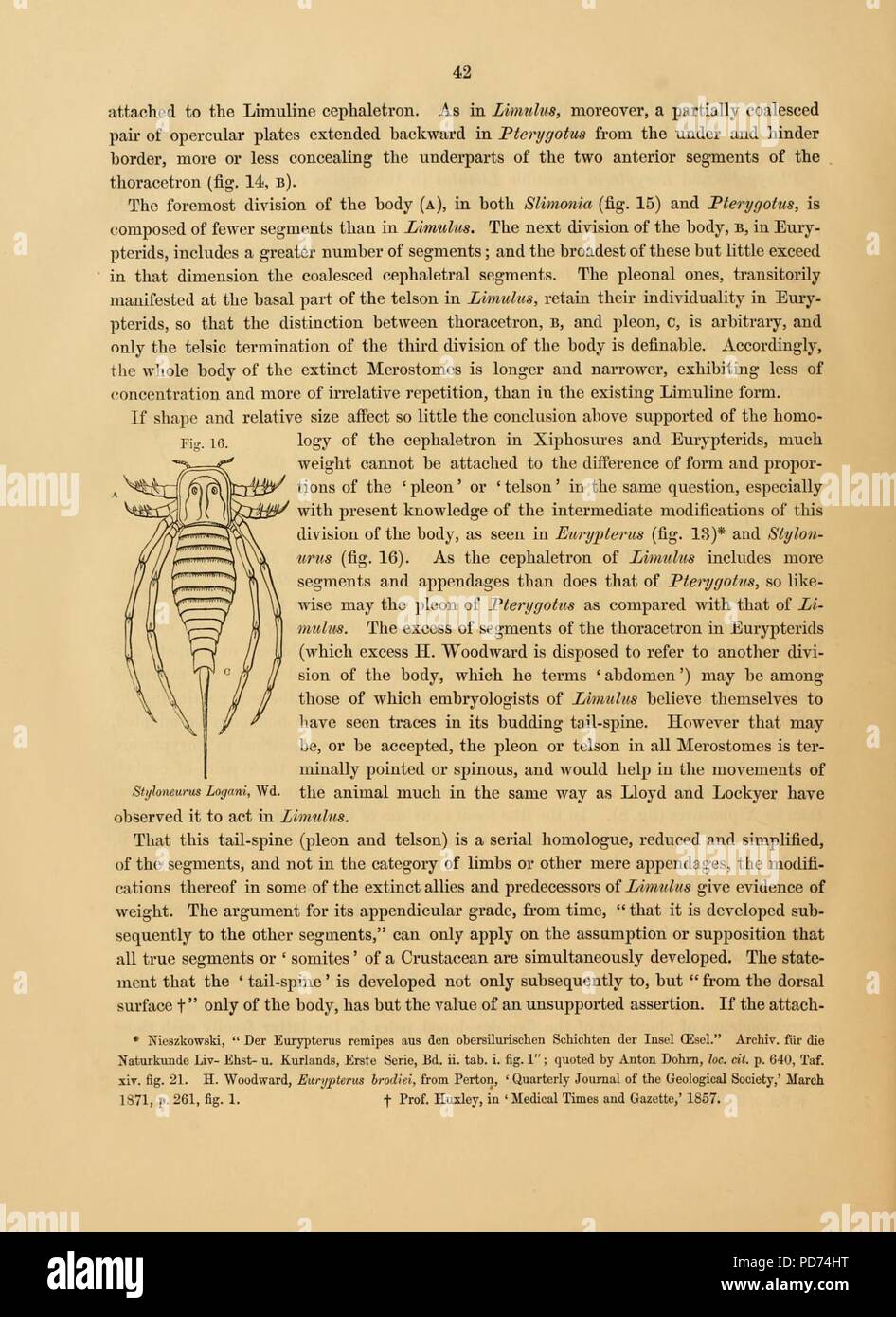 Anatomia del granchio reale (Limulus polyphemus, Latr.) (pagina 42, Fig. 16) Foto Stock