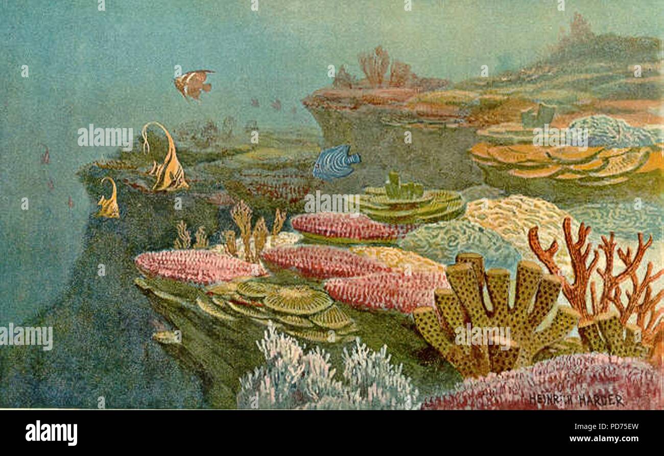 Antiche scogliere coralline. Foto Stock