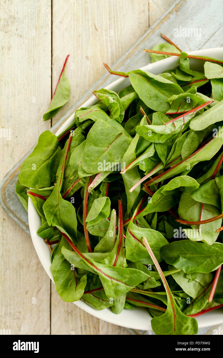 Fresche foglie di insalata Foto Stock