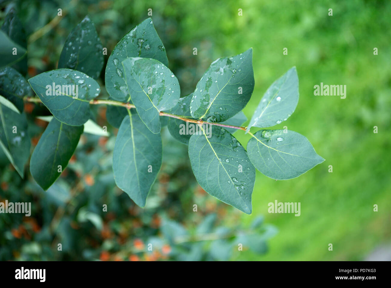 Foglie verdi con gocce d'acqua. Macro goccia di rugiada sulla foglia di sfocatura dello sfondo. Foto Stock