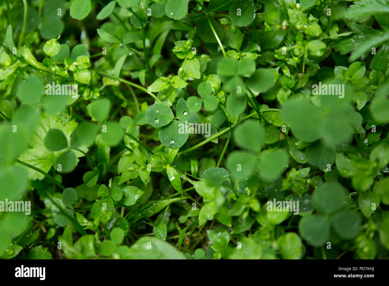 Verde foglia di trifoglio campo con gocce di rugiada sulla sfocatura dello sfondo. Foto Stock