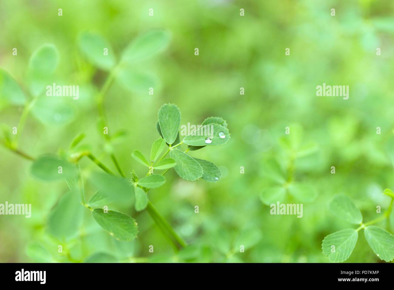 Verde foglia di trifoglio campo con gocce di rugiada sulla sfocatura dello sfondo. Foto Stock