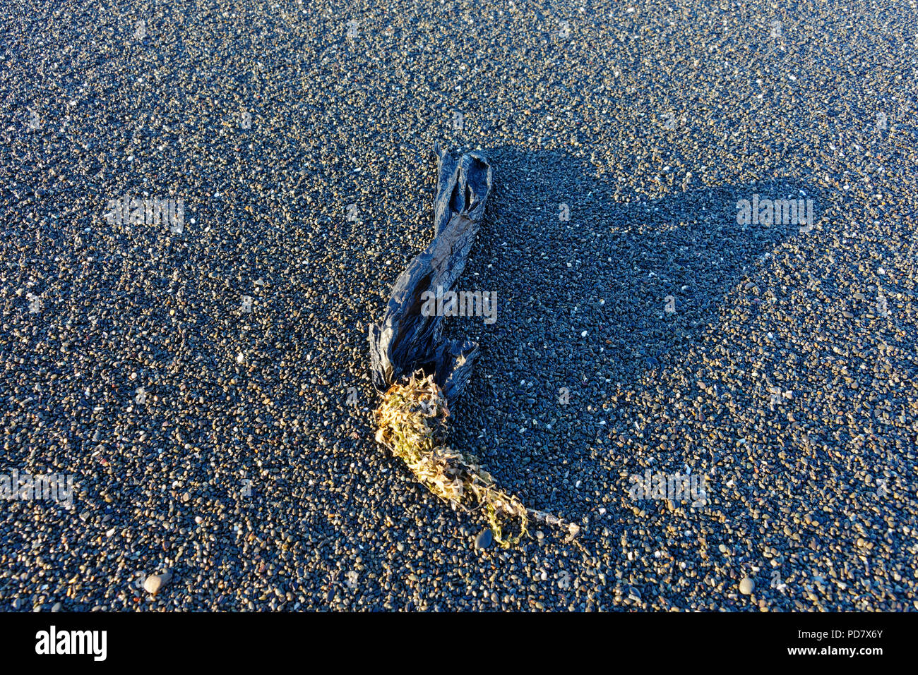 Rifiuti di plastica sacchetto tirante aggrovigliato nelle alghe marine su una spiaggia di ghiaia Foto Stock