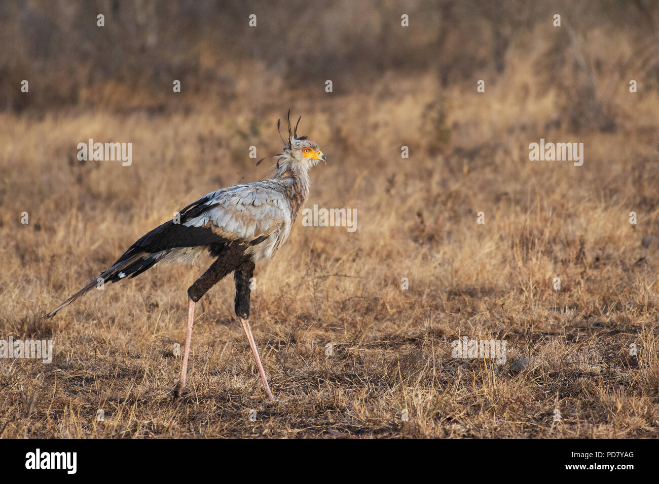 Un Secretarybird (Sagittarius serpentarius), un unico raptor con gambe lunghe, camminando attraverso le praterie a Kruger National Park in Sud Africa Foto Stock