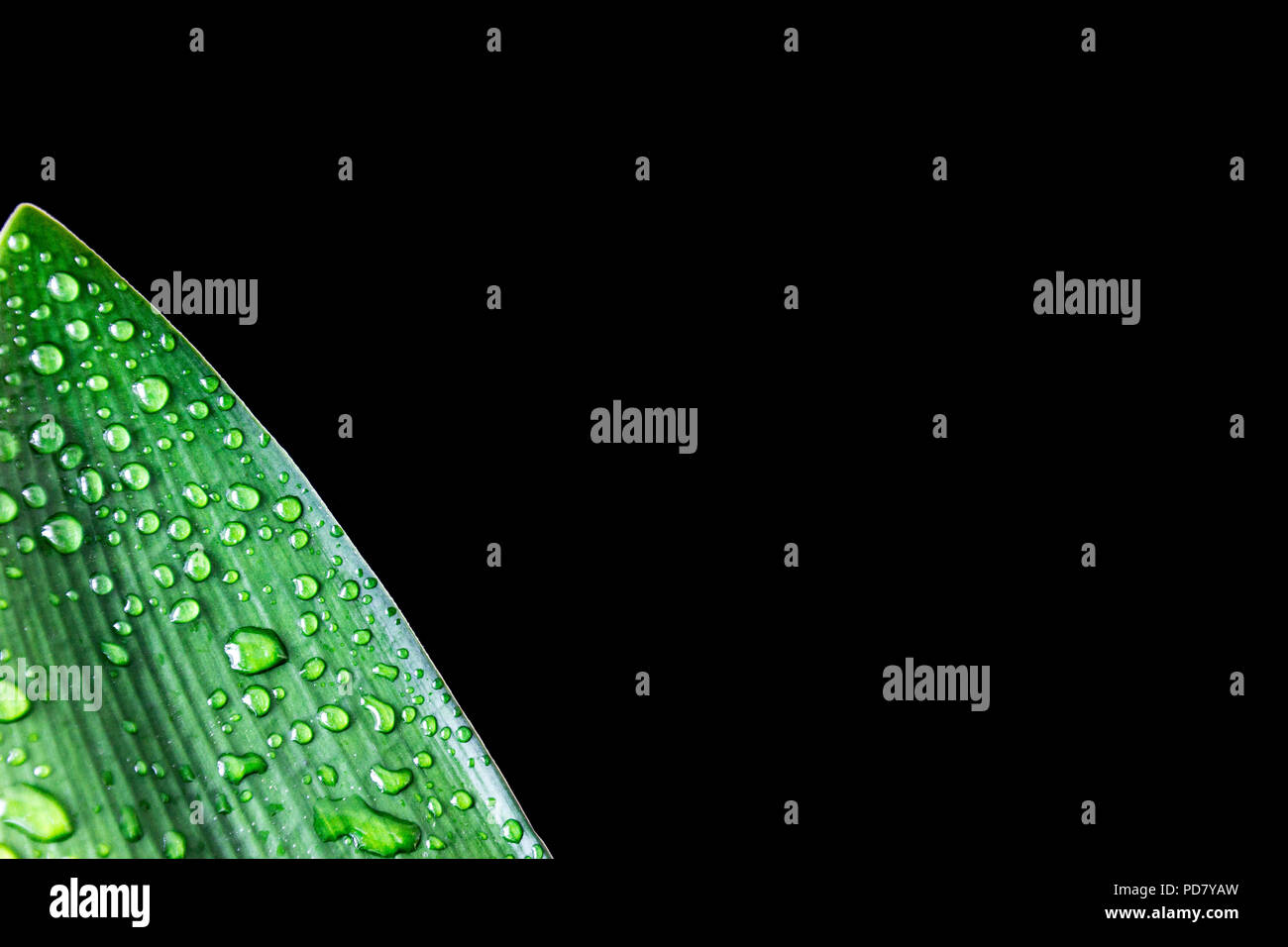 Raindrop leaf wallpaper Foto Stock
