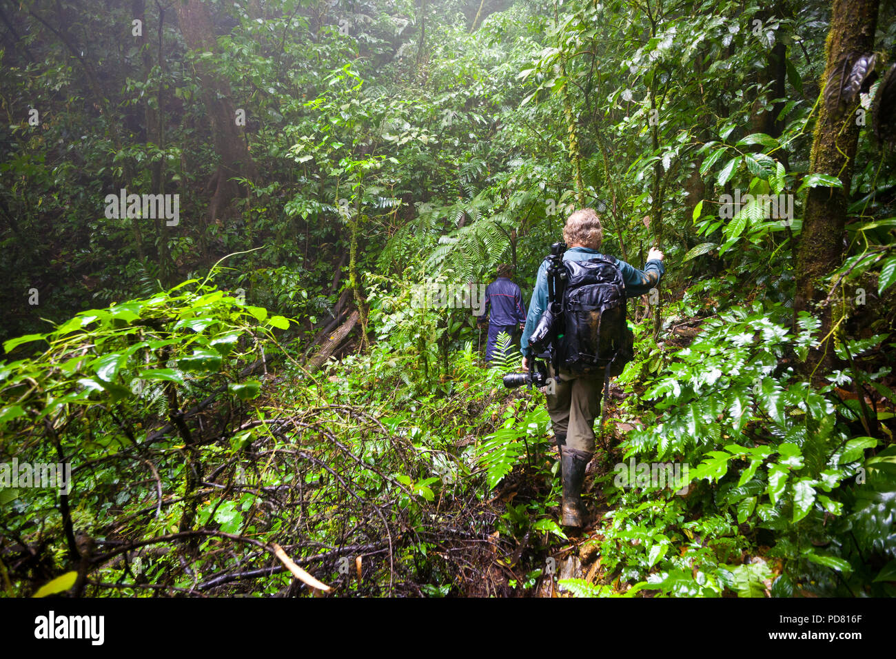 Escursioni attraverso la densa cloudforest in Omar Torrijos National Park, Cocle Affitto provincia, Cordillera Central, Cocle Affitto provincia, Repubblica di Panama. Foto Stock