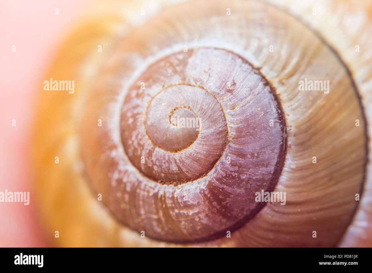 Guscio Di Lumaca A Spirale Casa Di Carbonio Conchiglia Si Trova Su Un Isola Durante Le Vacanze Foto Stock Alamy