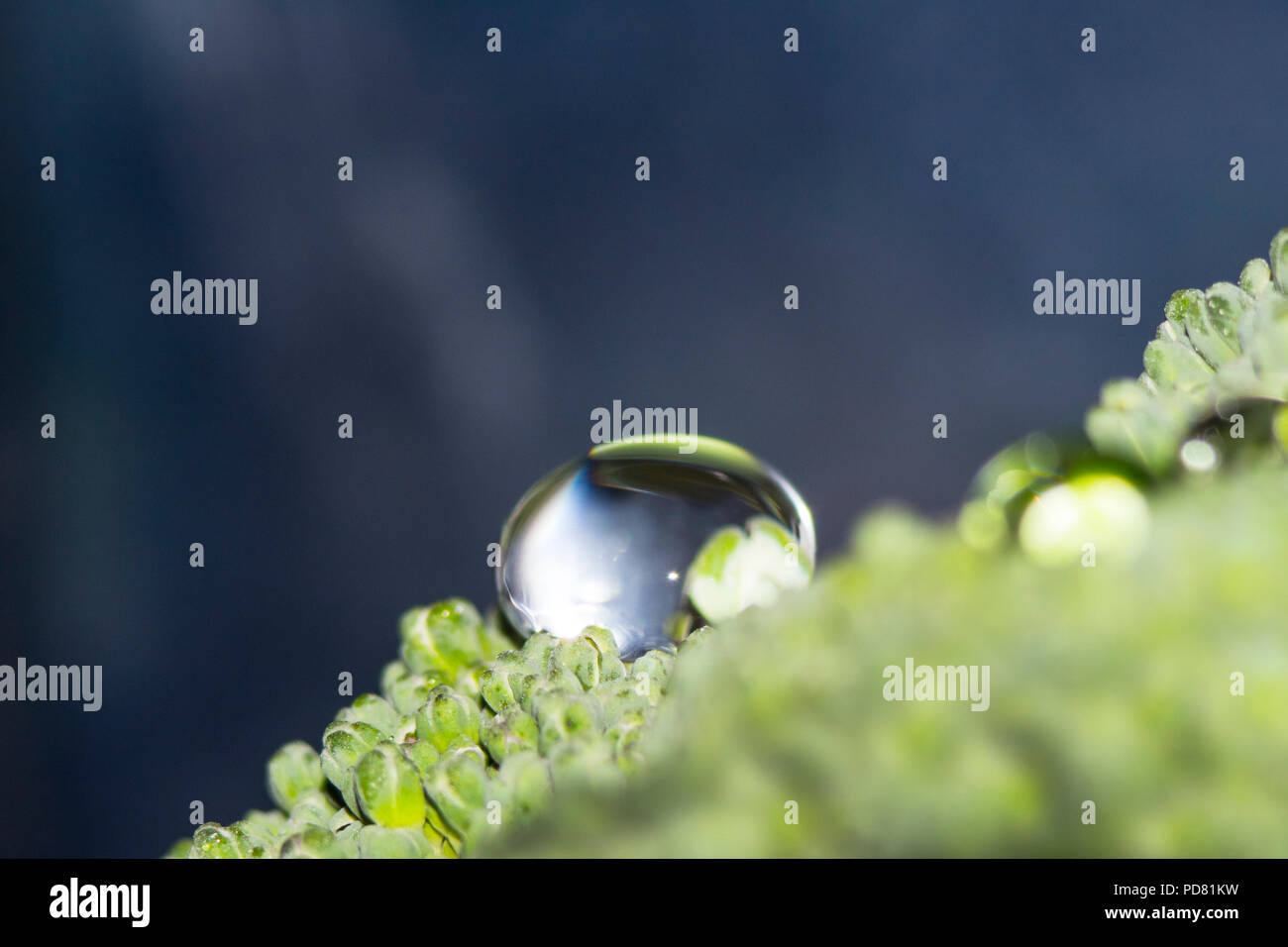 Abstract perfetta delle goccioline di acqua sul verde impianto di broccoli Foto Stock